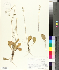 Youngia japonica image