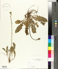 Youngia japonica image