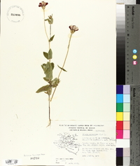 Zinnia peruviana image