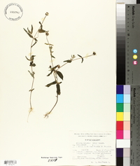 Zinnia bicolor image