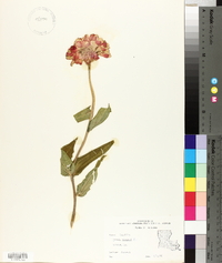 Zinnia violacea image