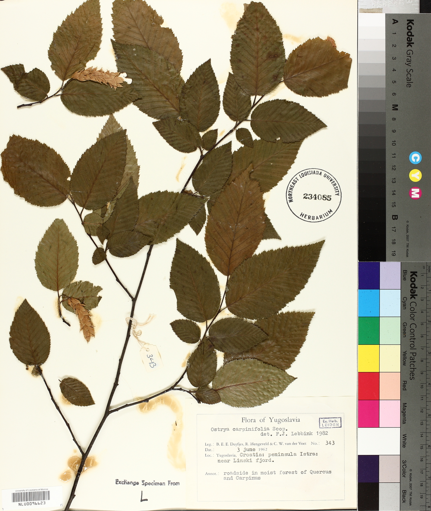 Ostrya carpinifolia image