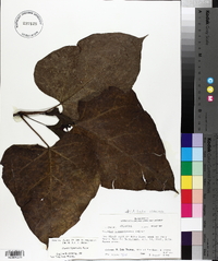 Catalpa bignonioides image