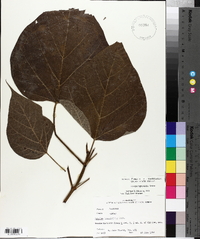 Catalpa bignonioides image