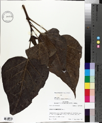 Catalpa bignonioides image