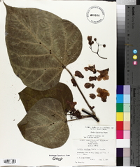 Catalpa bignonioides image