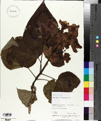 Catalpa bignonioides image