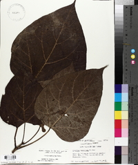 Catalpa bignonioides image