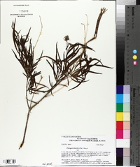 Chilopsis linearis image