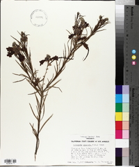 Chilopsis linearis image