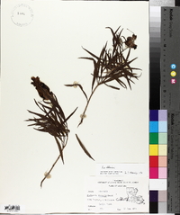 Chilopsis linearis image