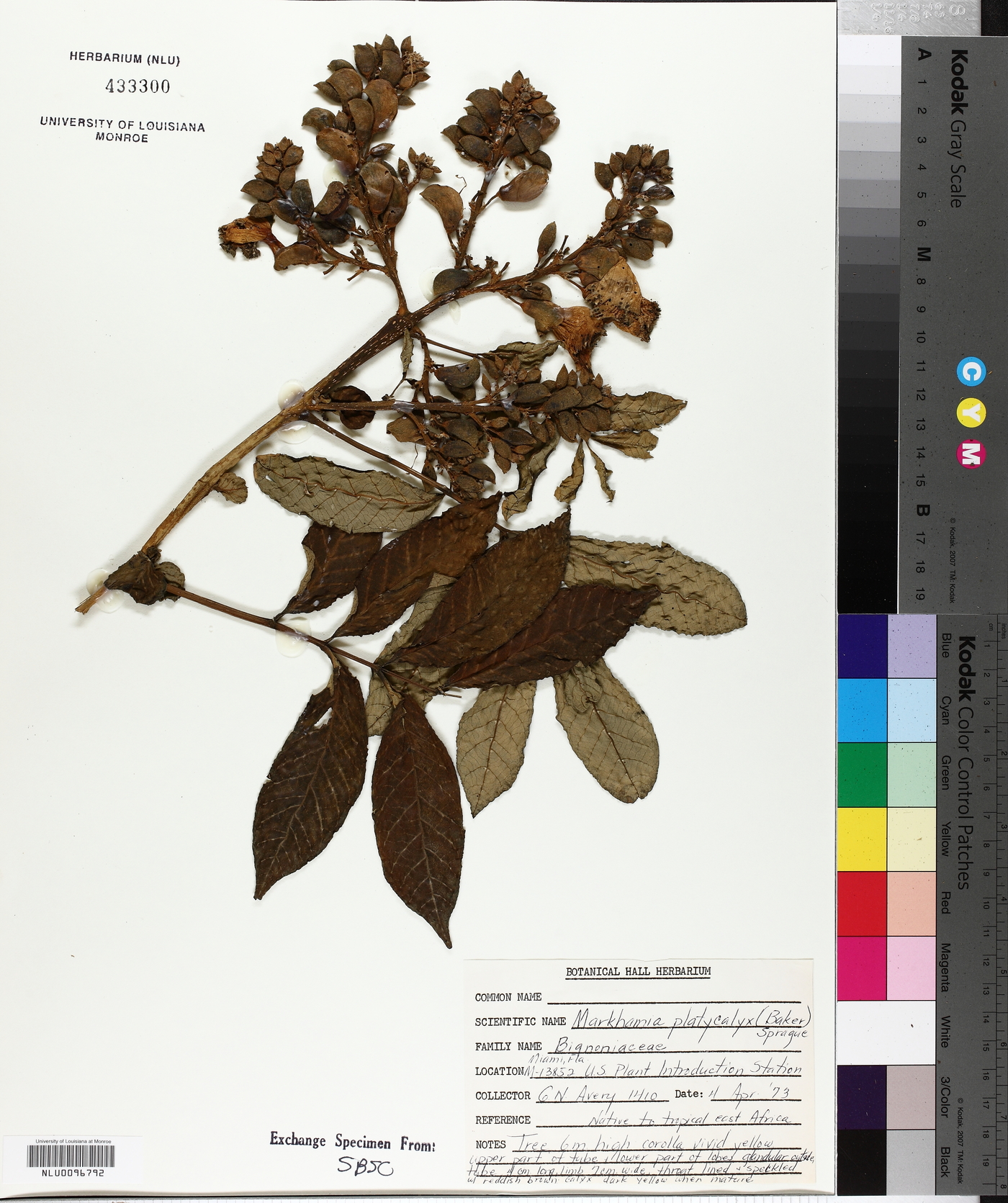 Markhamia lutea image