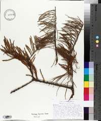 Taxodium ascendens image