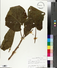 Paulownia tomentosa image