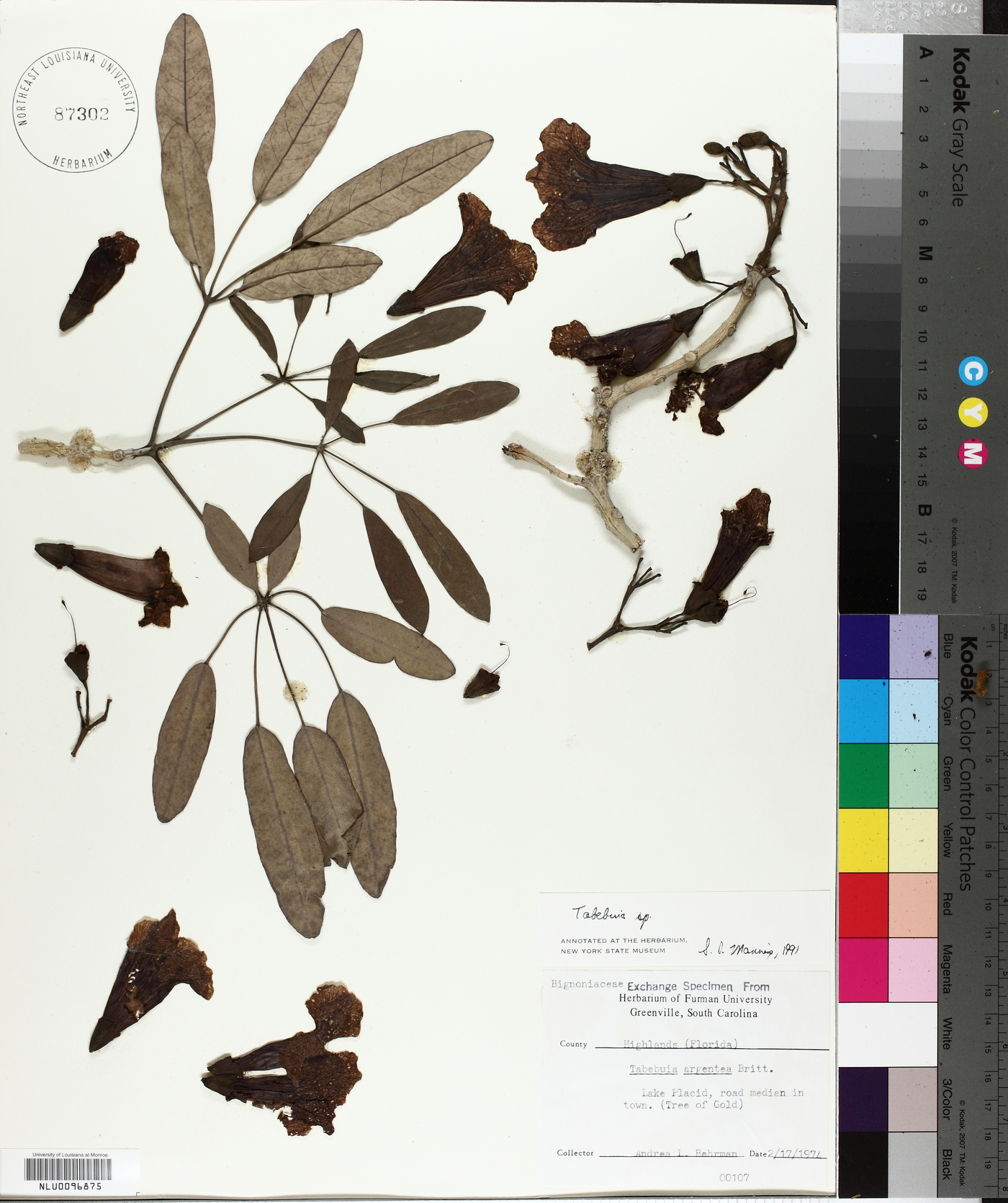 Tabebuia argentea image