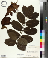 Spathodea campanulata image