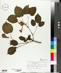 Pithecoctenium crucigerum image