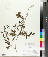 Phaedranthus buccinatorius image