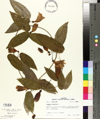 Bignonia capreolata image