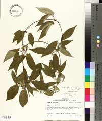 Bignonia capreolata image