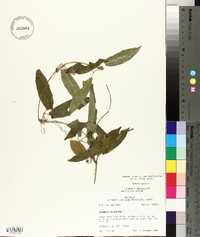 Bignonia capreolata image