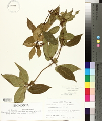 Bignonia capreolata image