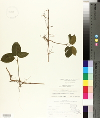 Bignonia capreolata image