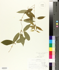 Bignonia capreolata image