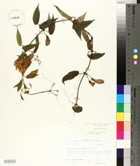 Bignonia capreolata image