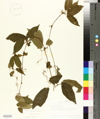 Bignonia capreolata image