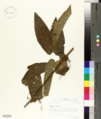 Bignonia capreolata image