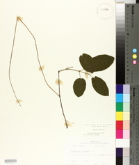 Bignonia capreolata image