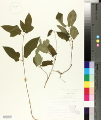 Bignonia capreolata image