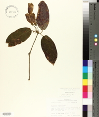 Bignonia capreolata image