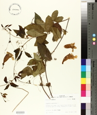 Bignonia capreolata image