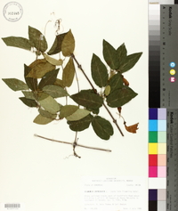 Bignonia capreolata image