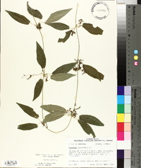 Bignonia capreolata image