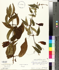 Bignonia capreolata image