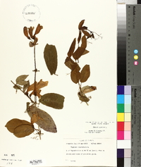 Bignonia capreolata image