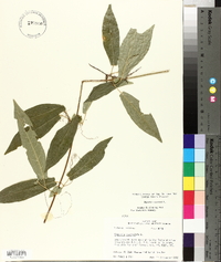 Bignonia capreolata image