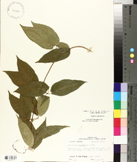 Bignonia capreolata image