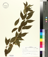 Bignonia capreolata image