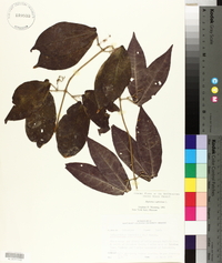 Bignonia capreolata image