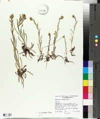 Amsinckia menziesii image