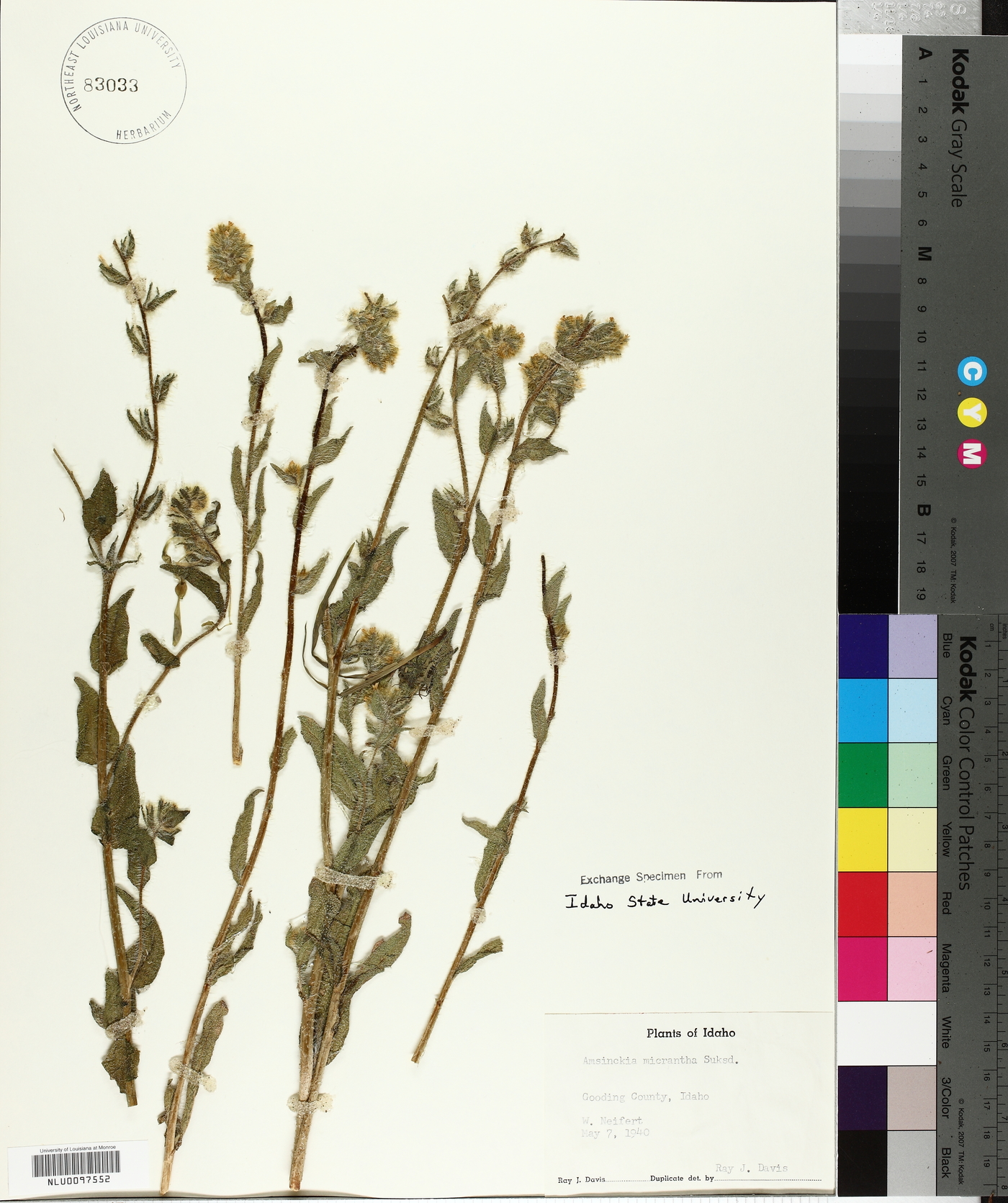 Amsinckia menziesii var. menziesii image