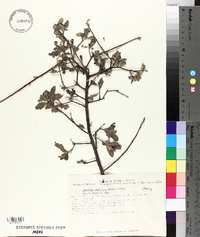 Bourreria spathulata image