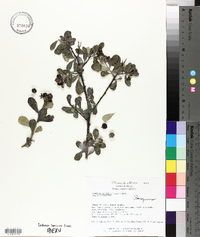 Bourreria spathulata image