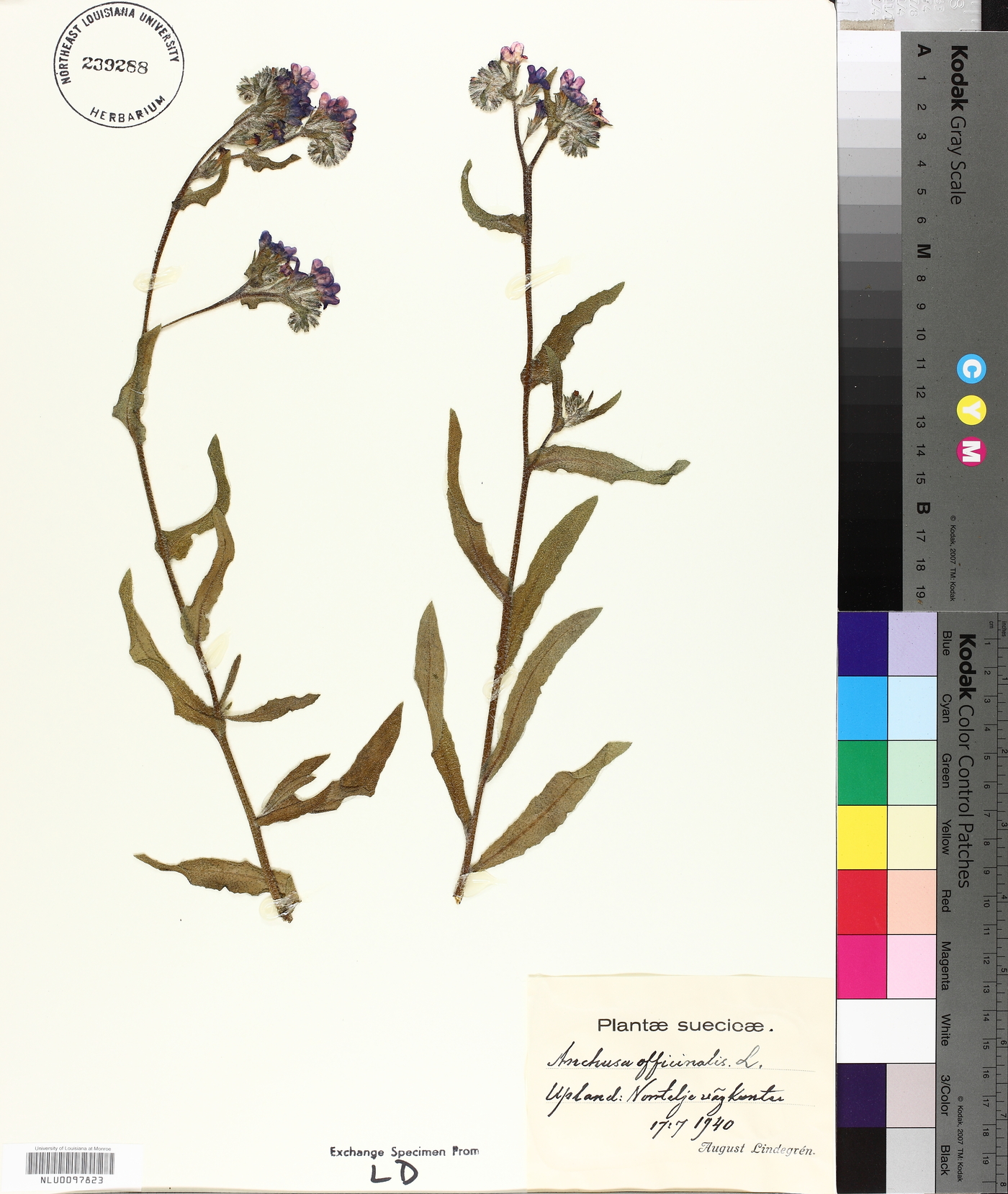 Anchusa officinalis image