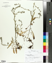 Buglossoides arvensis image