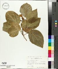 Cordia subcordata image